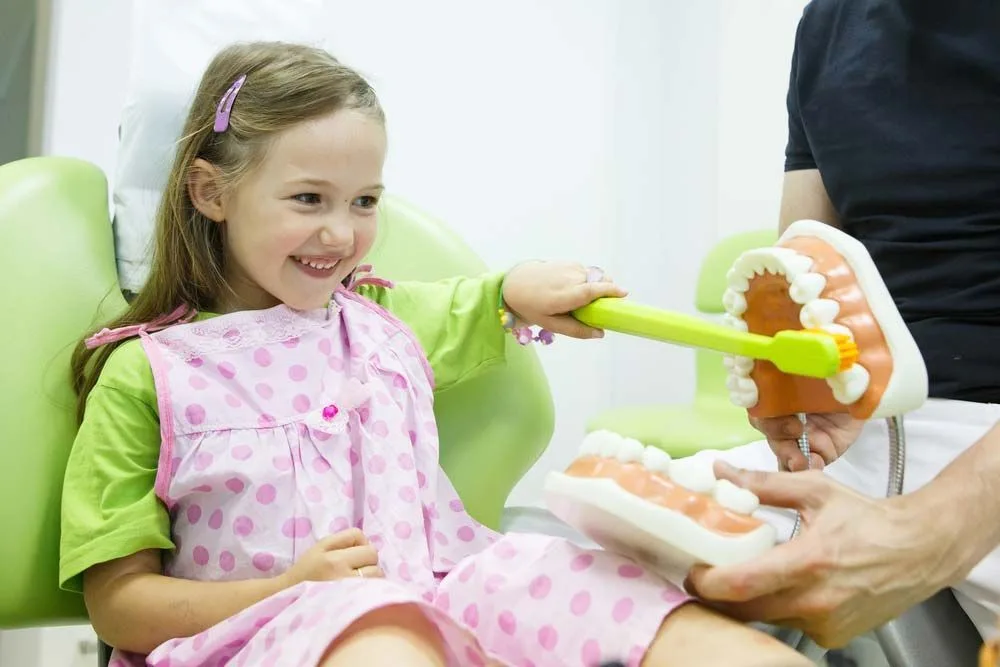 Dentist educating a little girl about dental health using a model — dental clinic in Buderim, QLD